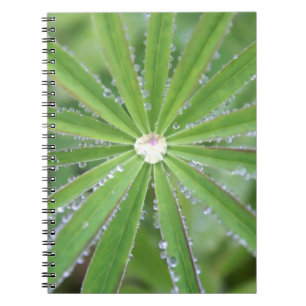 Caderno Espiral Dewdrop