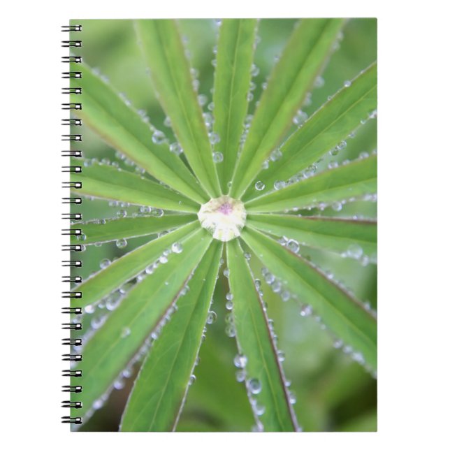 Caderno Espiral Dewdrop (Frente)