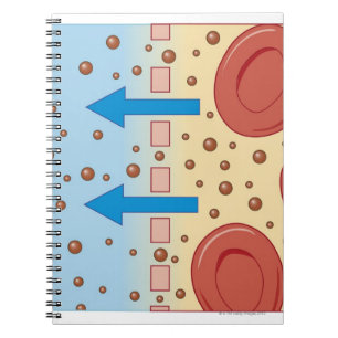Caderno Espiral Diálise renal