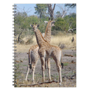 Caderno Espiral Diário/caderno espiral Giraffe Babies