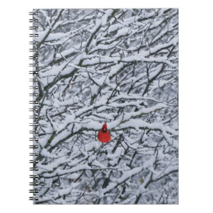 Caderno Espiral Diário do Pássaro Cardinal Vermelho na Árvore Neva