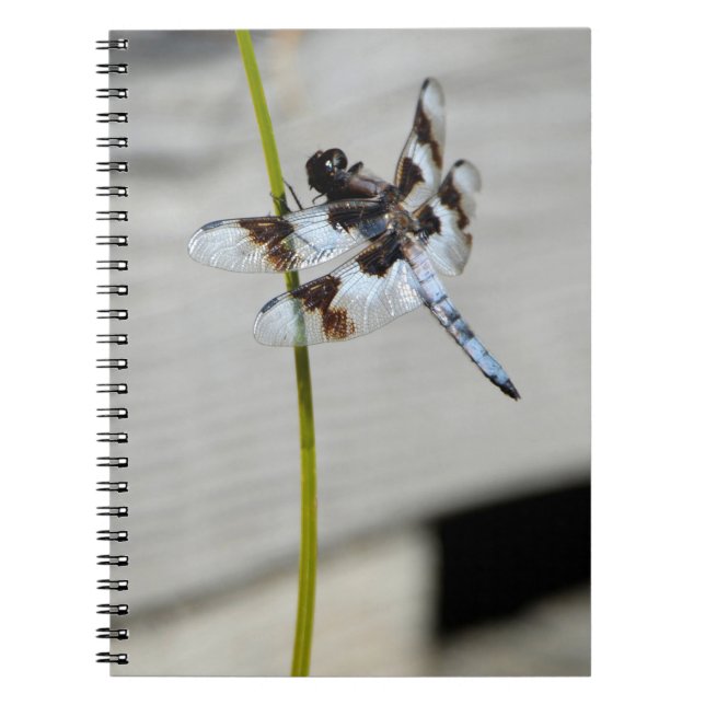 Caderno Espiral Diário Notebook Brown Dragonfly (Frente)