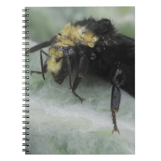 Caderno Espiral Dias de Chuva (Frente)