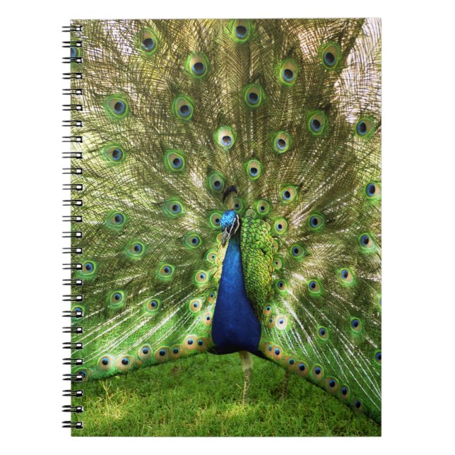 Caderno espiral do pavão (Frente)