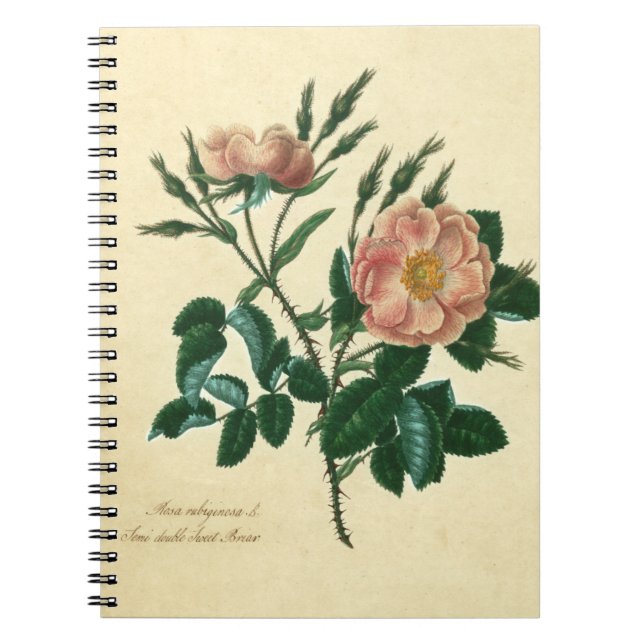 Caderno Espiral Doce Rosa Briar (Frente)