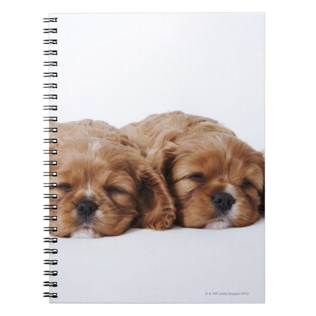 Caderno Espiral Dois cachorros Cavalier King Charles Spaniel (Frente)
