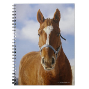 Caderno Espiral Dois cavalos