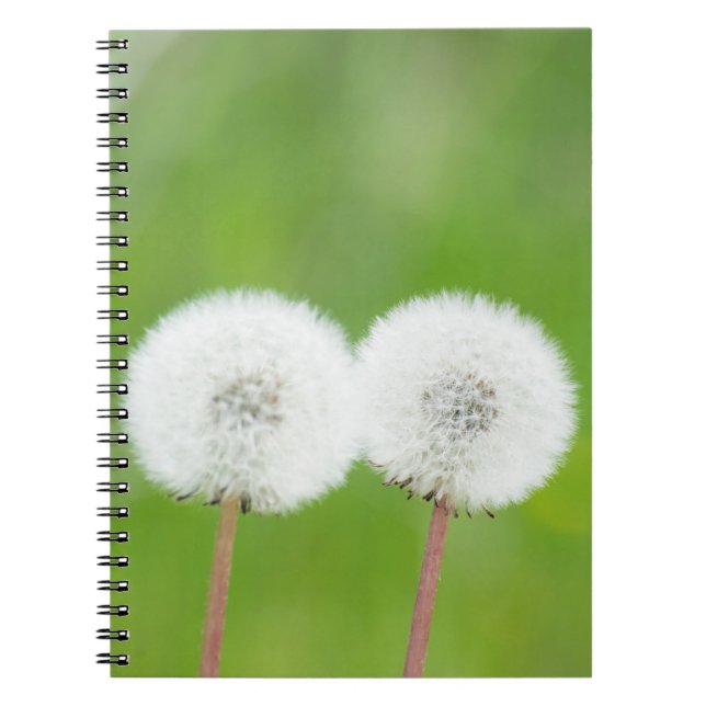 Caderno Espiral Dois dentes-de-leão (Frente)
