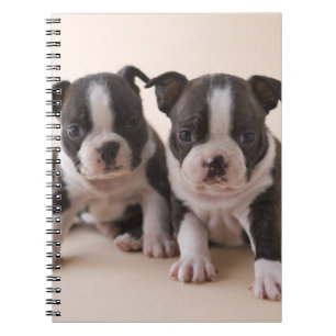 Caderno Espiral Dois filhotes de cachorro de Boston Terrier