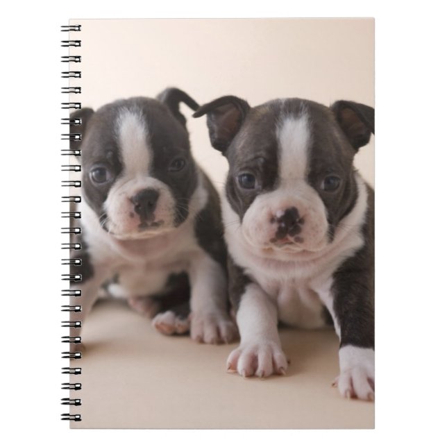 Caderno Espiral Dois filhotes de cachorro de Boston Terrier (Frente)