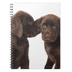 Caderno Espiral Dois filhotes de cachorro de labrador retriever do