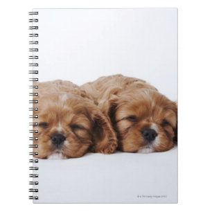 Caderno Espiral Dois filhotes de cachorro descuidados do Spaniel