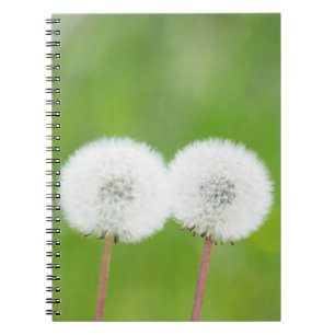 Caderno Espiral Dois leões