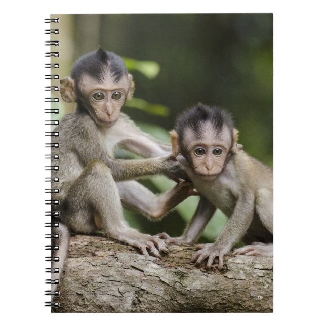 Caderno Espiral Dois Macacos Pequenos (Frente)