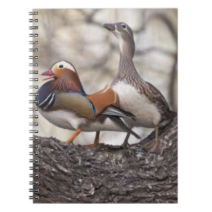 Caderno Espiral Dois machos disputando uma fêmea de pato-mandarim