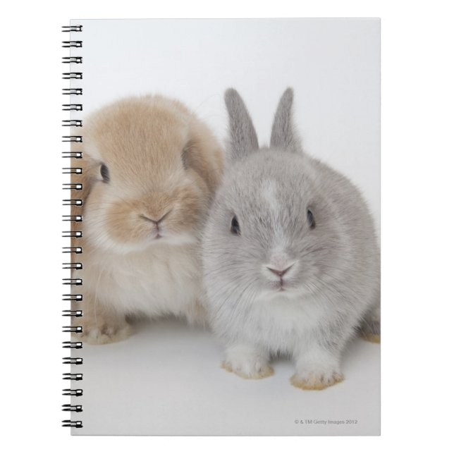 Caderno Espiral Dois Países Baixos anão e bunnias Holland Lop (Frente)