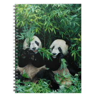 Caderno Espiral Dois pandas comendo bambu juntos, Wolong