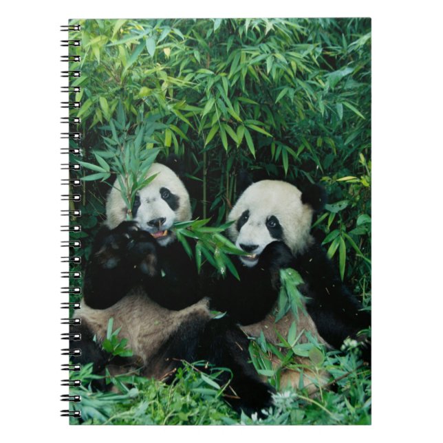Caderno Espiral Dois pandas comendo bambu juntos, Wolong (Frente)