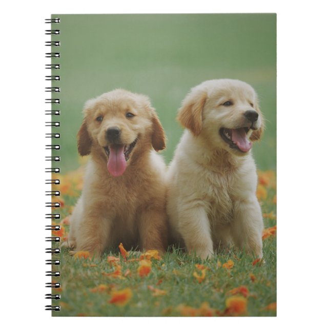 Caderno Espiral Dois "Puppies" de Labrador Amarelo (Frente)
