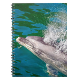 Caderno Espiral Dolphin In Milford Sound, Nova Zelândia