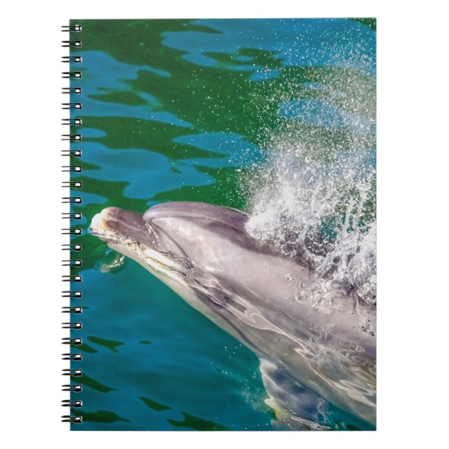 Caderno Espiral Dolphin In Milford Sound, Nova Zelândia (Frente)