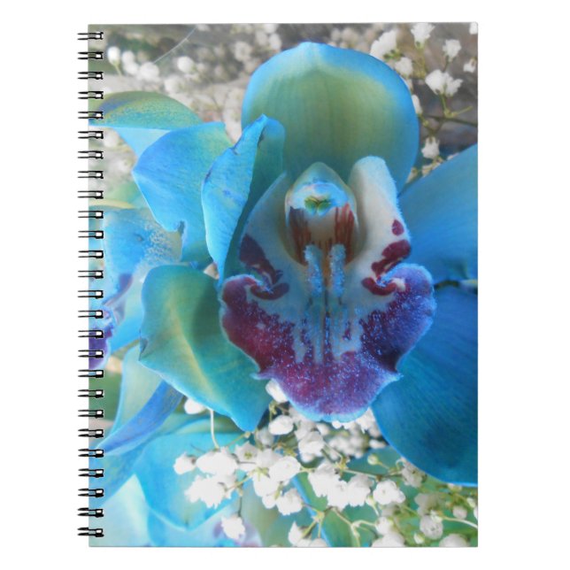 Caderno Espiral Donella (Frente)