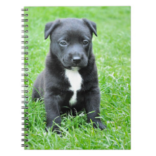 Caderno Espiral Dor Totalmente Adorável