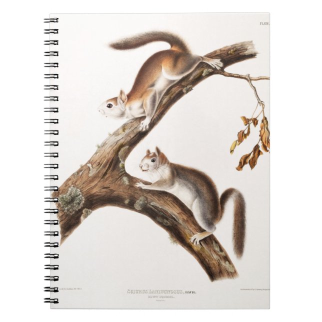 Caderno Espiral Downy Brown Squirrel House (Frente)
