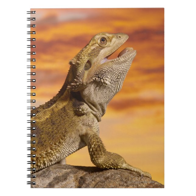 Caderno Espiral Dragão barbudo (Pogona Vitticeps) na rocha, (Frente)