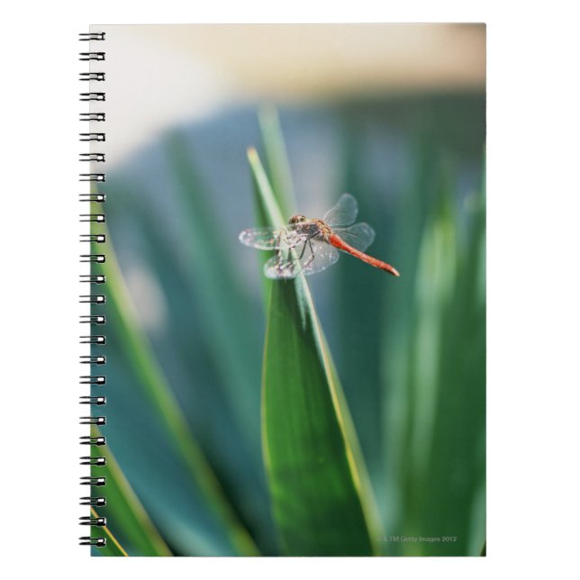 Caderno Espiral Dragonfly (Frente)
