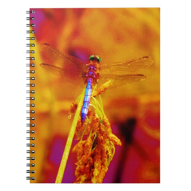 Caderno Espiral Dragonfly em âmbar e fuschia (Frente)