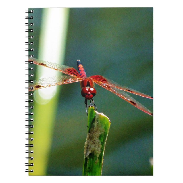 Caderno Espiral Dragonfly Frontal Vermelha e Negra (Frente)