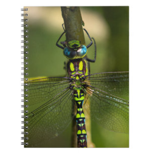 Caderno Espiral Dragonfly Hawker Vibrante Fechar - Foto de Vida Se