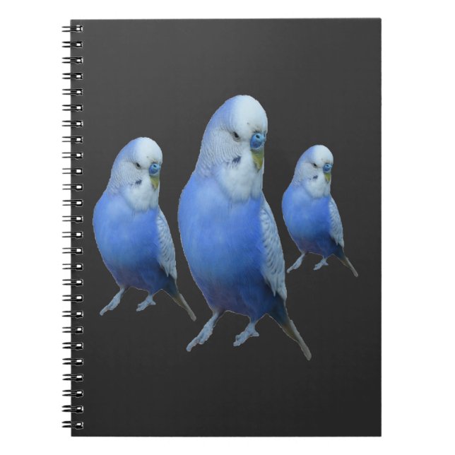 Caderno Espiral drei blaue Wellensittiche (Frente)
