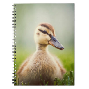 Caderno Espiral Ducking do pato selvagem do bebê