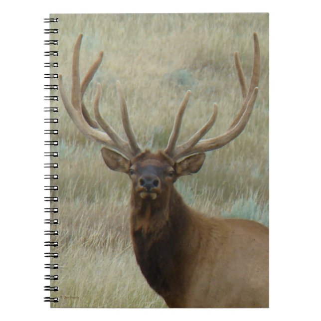 Caderno Espiral E10 Alce Macho em Cabeça de Veludo (Frente)