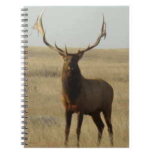 Caderno Espiral E13 Alce Touro Grama nos Chifres