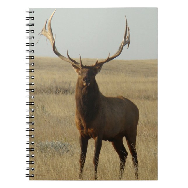 Caderno Espiral E13 Grama de Elk Bull em Chifres (Frente)