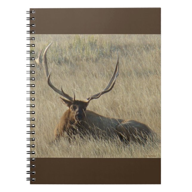 Caderno Espiral E25 Alce Macho Deitado na Grama (Frente)