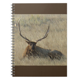 Caderno Espiral E25 Touro Elk em Grama