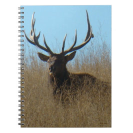 Caderno Espiral E26 Alce-Macho deitado nas Ervas Daninhas