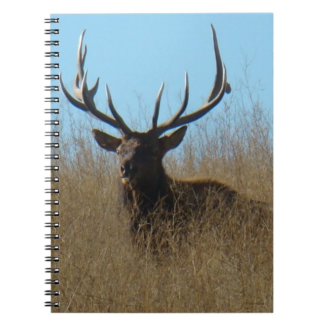 Caderno Espiral E26 Alce-Macho deitado nas Ervas Daninhas (Frente)