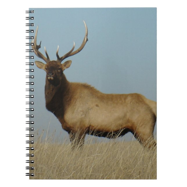 Caderno Espiral E43 Bull Elk Sky Lined (Frente)