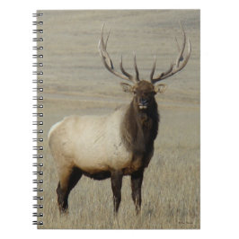 Caderno Espiral E46 Alce Touro Grande Touro
