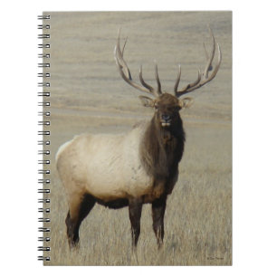 Caderno Espiral E46 Alce Touro Grande Touro