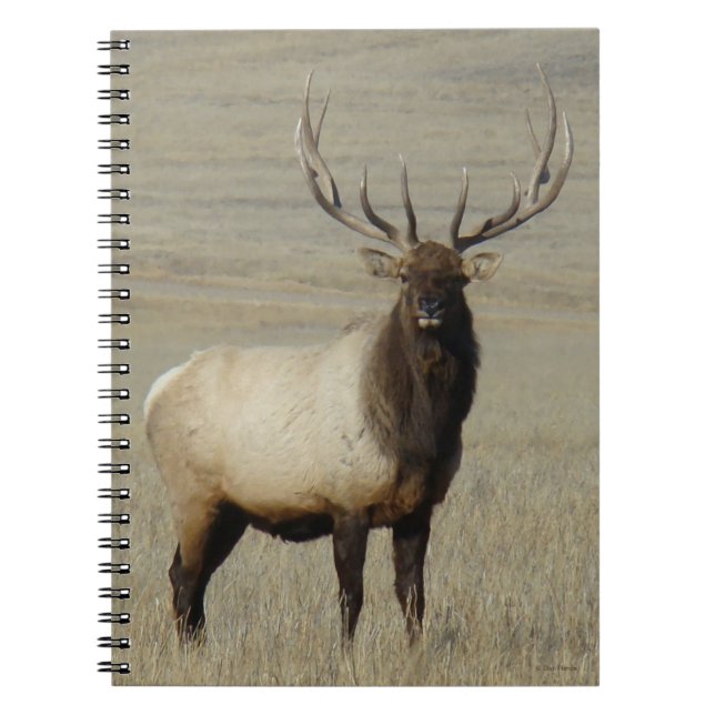 Caderno Espiral E46 Bull Elk Big Bull (Frente)