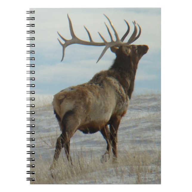 Caderno Espiral E58 Bull Elk Lucky 13 (Frente)