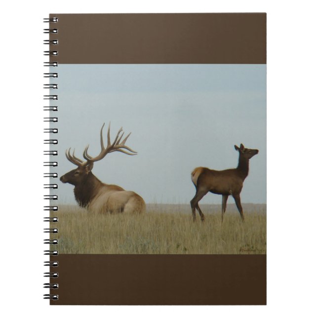 Caderno Espiral E5 Bull Elk e Yearling (Frente)