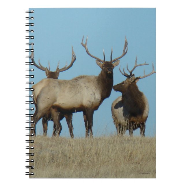 Caderno Espiral E60 Alce Macho no Horizonte (Frente)