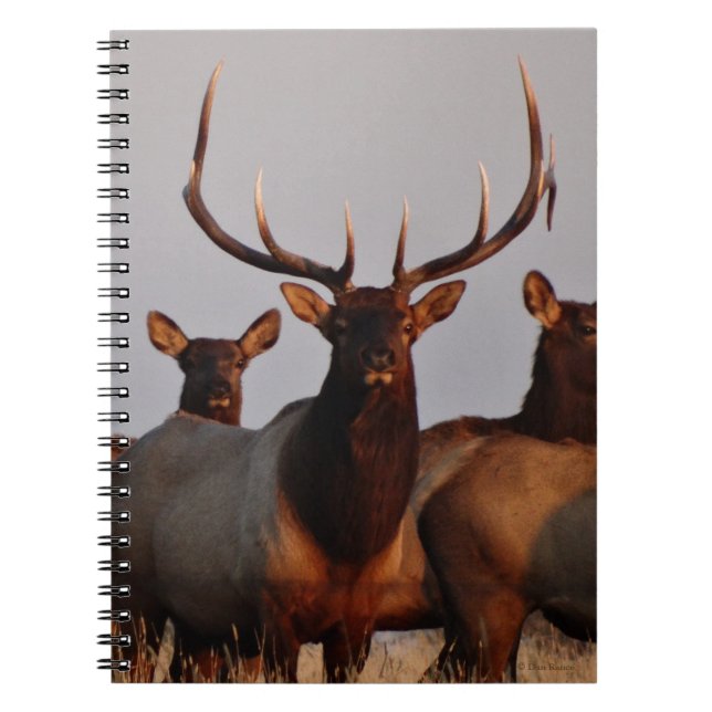 Caderno Espiral E66 Alce Macho e Vacas (Frente)